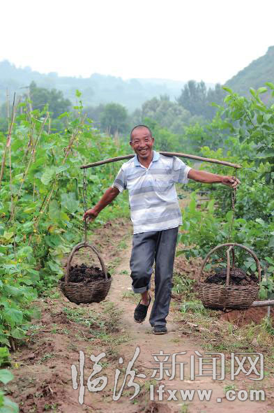 農(nóng)民把生態(tài)肥運(yùn)往菜園。 