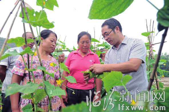 農(nóng)業(yè)技術(shù)人員給菜農(nóng)講解蔬菜的病蟲防治。 