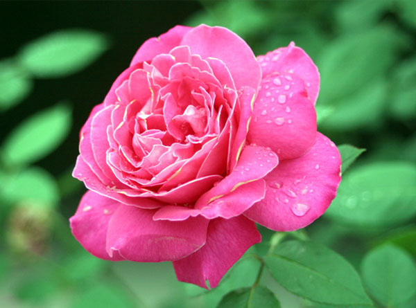 鄉(xiāng)村秋色（5張）