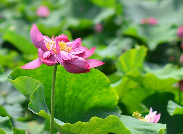 小荷才露尖尖角（9張）