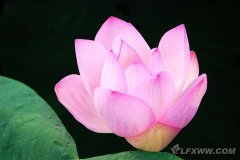 荷花苑（5張）
