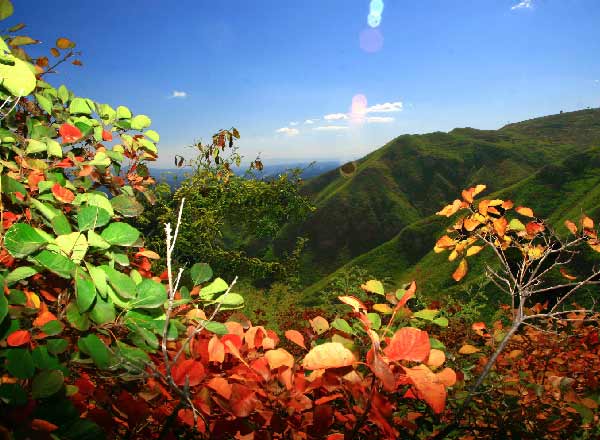 吾門八花（6張）