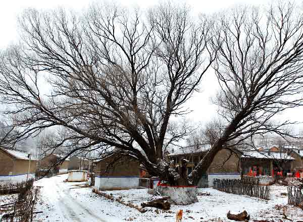 姹紫嫣紅（7張）