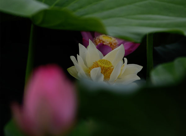 別樣荷花（11張）