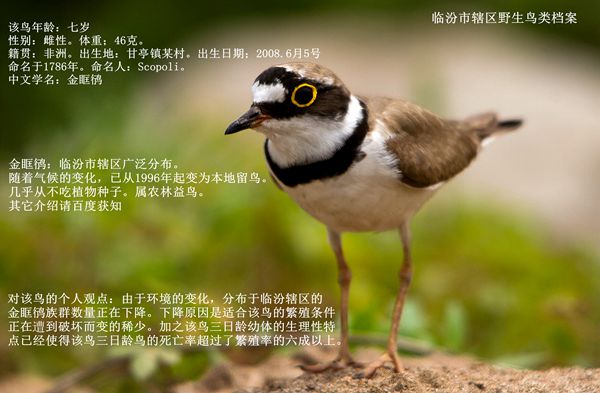 臨汾市野生鳥(niǎo)類(lèi)檔案